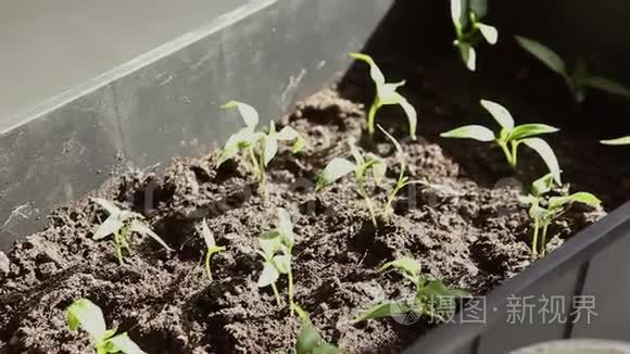 从土壤中培育绿色幼苗视频