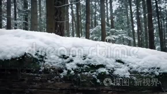 穿过森林中覆盖着雪的原木