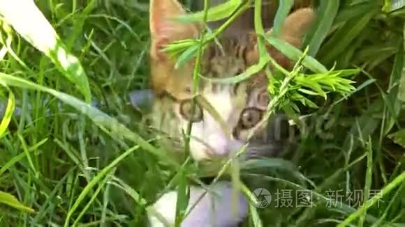 猫宝宝在草地上玩耍视频
