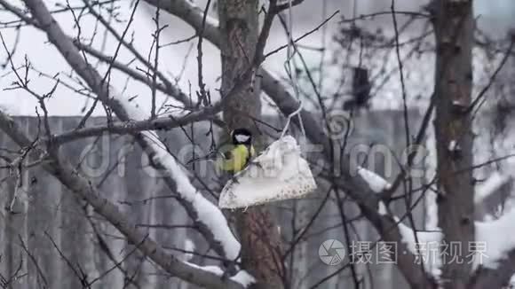 单身奶鼠在树上吃食物视频