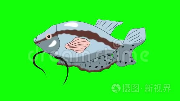 大灰色水族馆鱼水粉色键环线视频