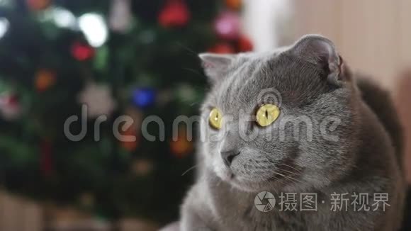 猫在圣诞玩具和花环