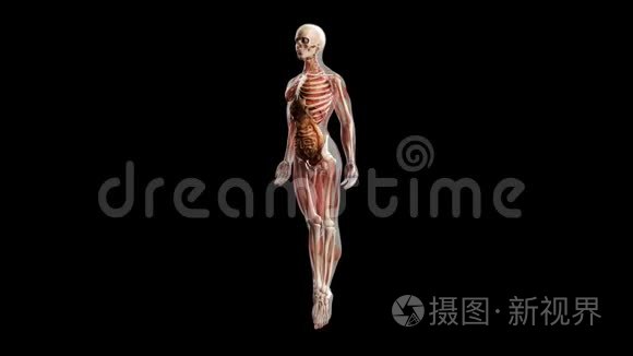 人体X射线肌肉图转盘