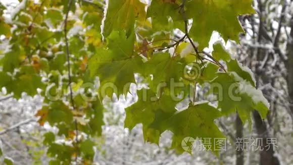 白雪覆盖的枫叶视频