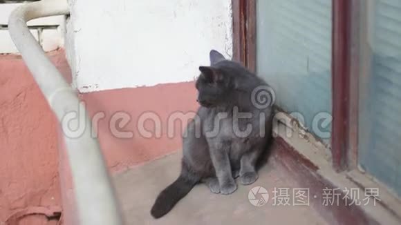 窗台上的小灰猫，街上孤独可爱的宠物