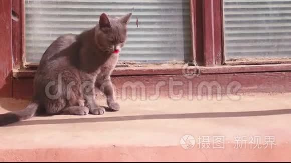 在夕阳下，可爱的野猫在街上清理她的皮毛