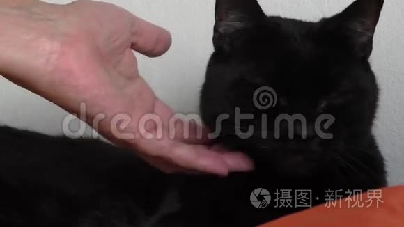 女人的手抚摸黑猫视频