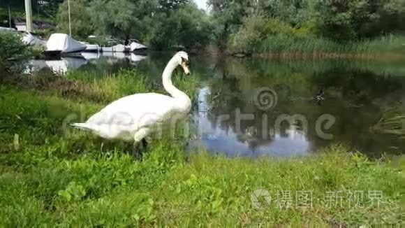 天鹅在其自然栖息地的湖边视频