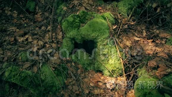 喀尔巴阡山苔藓的岩石和根