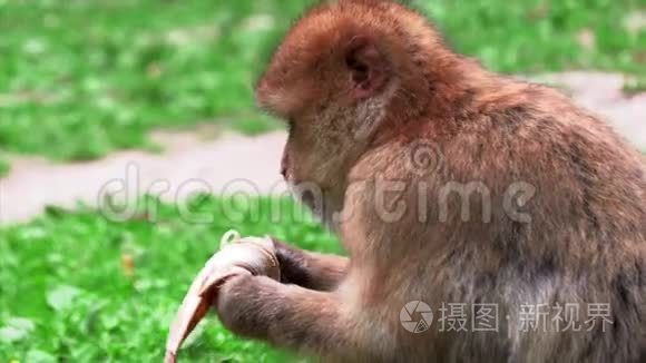 成年野蛮猴子寻找营养视频