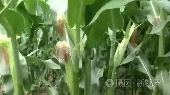 农田玉米种植详情视频