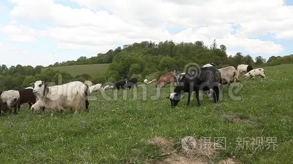 在青山草地上觅食的山羊群视频