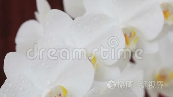 兰花花洒水后视频