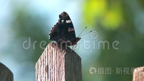 夏季黄花蝴蝶上将