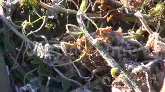 结霜菜园里的两根绿黄瓜视频