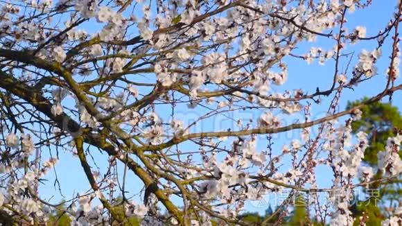 一棵盛开的杏树的春天背景视频