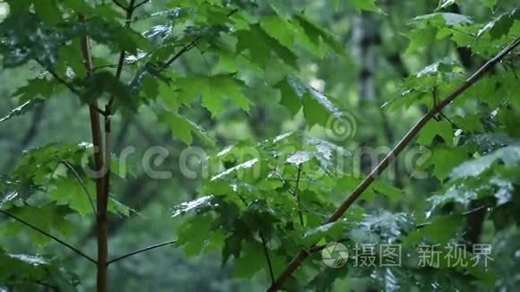 落雨下的青枫枝视频