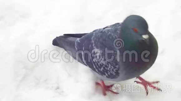 鸽子走在雪地上寒冷的冬天视频