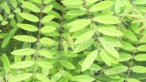 番泻叶在自然花园