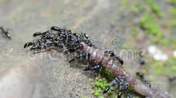 蚂蚁移动死虫高清视频