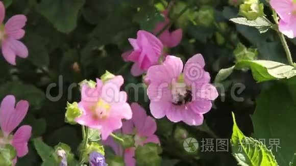 粉红花朵上的大黄蜂.