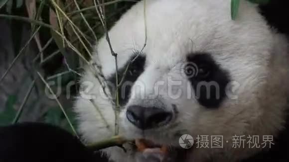 大熊猫小猫食竹肖像