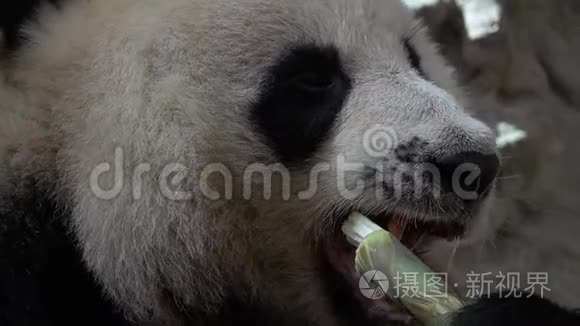 大熊猫小猫食竹肖像