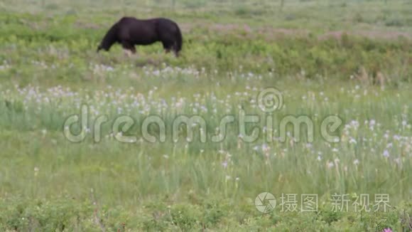 蒙大拿州冰川国家公园的马视频