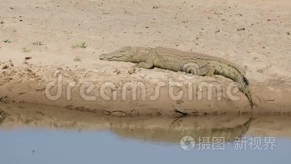 尼罗河鳄鱼在晒太阳视频