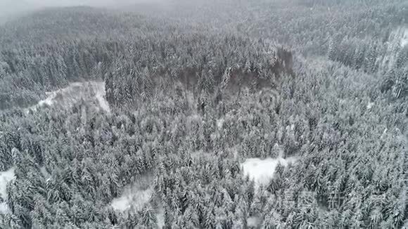 鸟瞰美丽的高大雪杉树