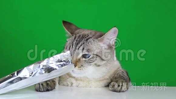 坐在餐桌前的滑稽猫和包装箔视频
