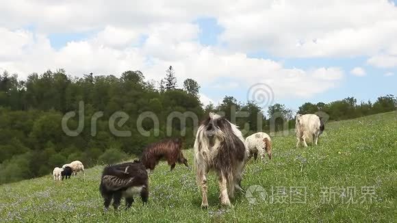 在青山草地上觅食的山羊群视频