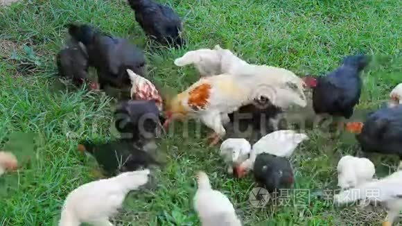 鸡在草地上吃米饭视频