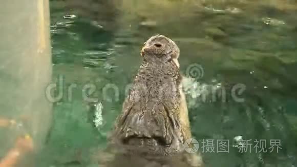 咸水鳄鱼在水中