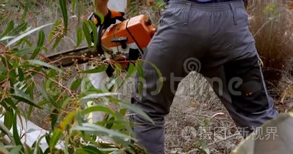 伐木工人在森林中砍倒的树视频