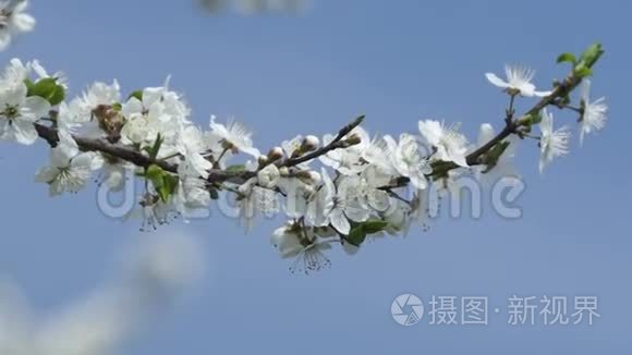 春花背景。 美丽的自然景观与绽放的树