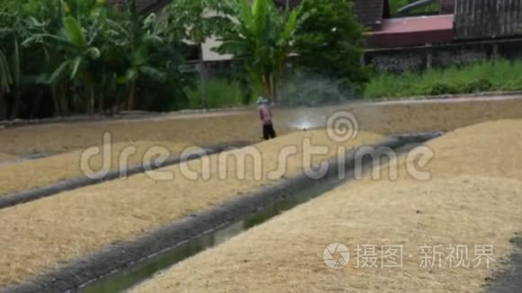 泰国人在花园里浇水种植蔬菜视频