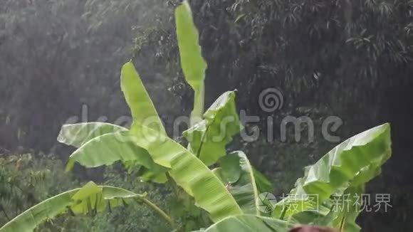 大雨落在香蕉叶上视频