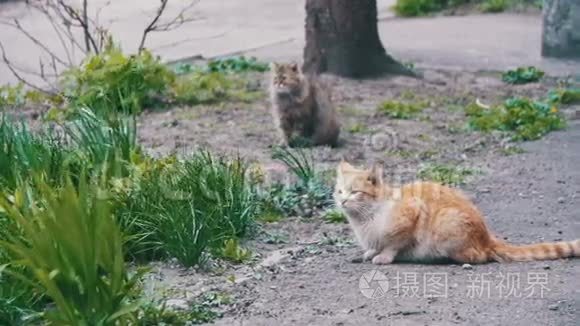 公园的街道上有两只红色和灰色无家可归的猫。 慢动作