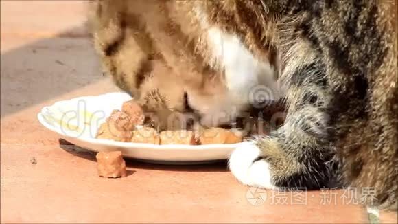 禁忌猫吃罐头食品视频