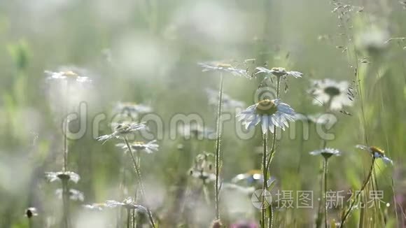 背景柔软的洋甘菊花田视频