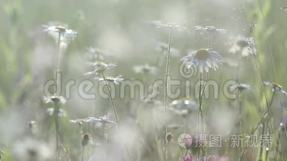 背景柔软的洋甘菊花田视频