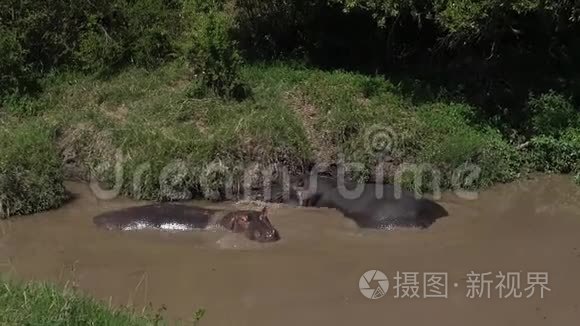 河马，河马两栖动物，群立于河中，肯尼亚马赛马拉公园