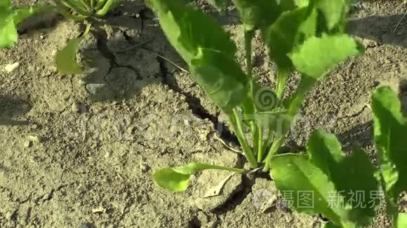 非常干旱的旱田土地和甜菜糖视频