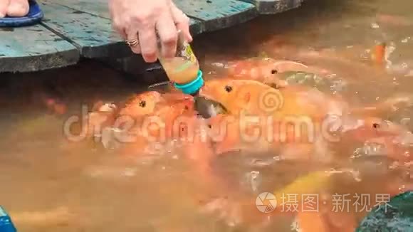 越南公园的人在湖中喂鱼视频