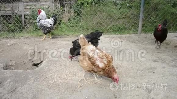 母鸡和公鸡以传统的农村农场为食。 自由繁殖。 谷仓院子里的鸡