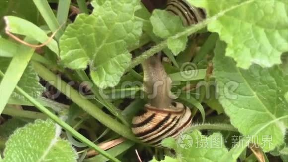 蜗牛在绿草中爬行