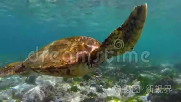 野海龟游到水面呼吸空气