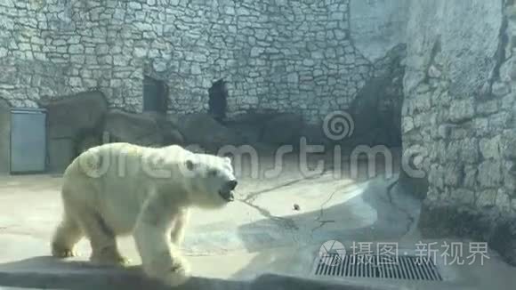 俄罗斯莫斯科动物园的北极熊视频