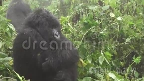 在森林中放大成山大猩猩的脸视频